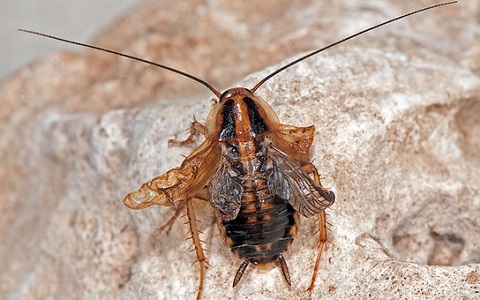 ejemplar de cucaracha alemana que no ha podido completar la metamorfosis